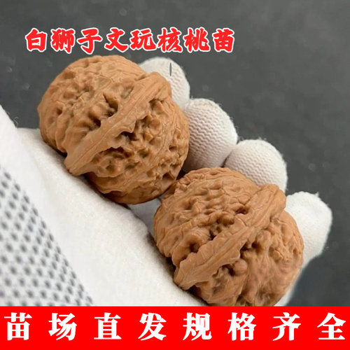 三角白狮子文玩核桃树苗