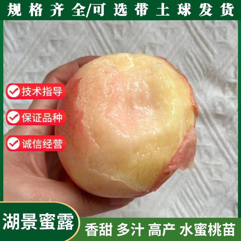 晚熟桃树果苗无锡阳山晚湖景水蜜桃树苗盆栽庭院特大湖景蜜露桃苗