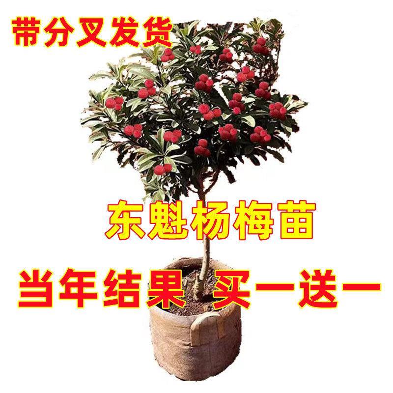 正宗嫁接杨梅苗当年结果盆栽地载东魁大杨梅苗南北方种植早熟杨梅