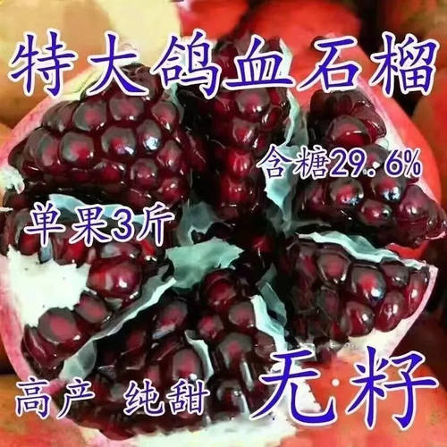 石榴苗特大鸽血树苗无籽