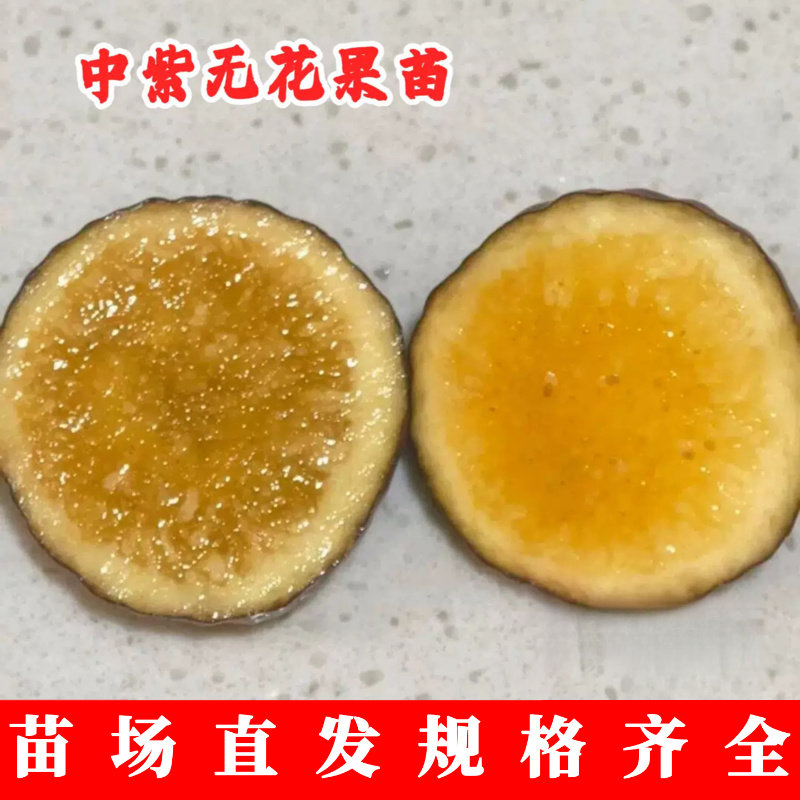 耐寒中紫无花果苗抗冻室图片