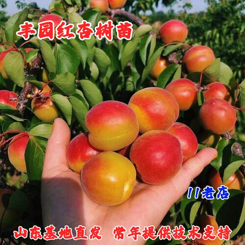 杏树苗特大早熟甜杏子丰