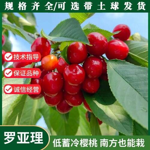 南方大樱桃树苗罗亚理车