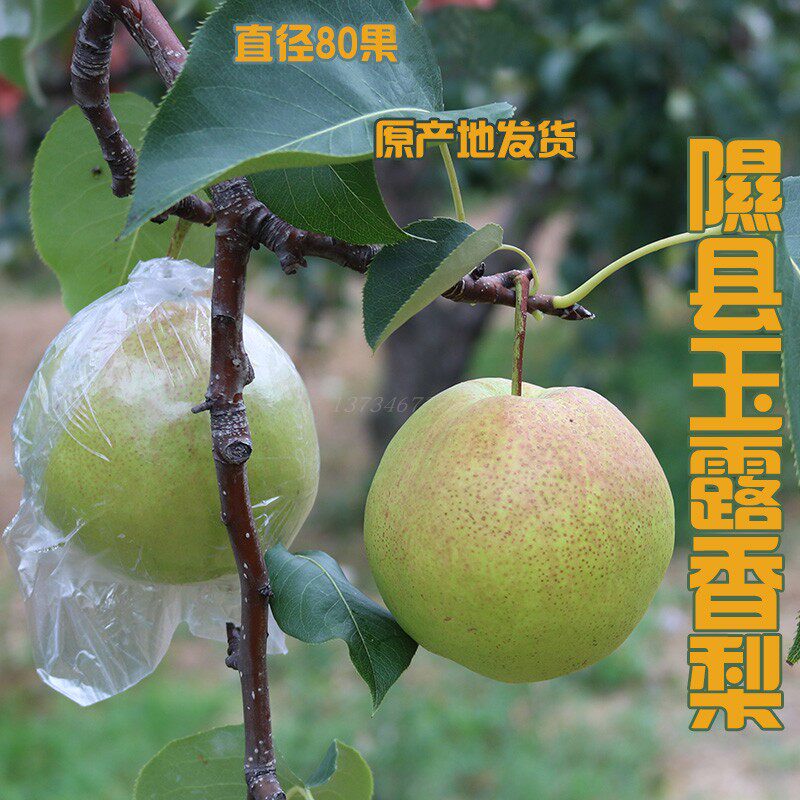 隰县新鲜玉露香梨酥梨鸭梨净重