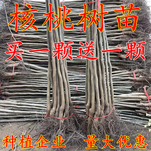 嫁接核桃苗薄皮8518纸皮红皮碧根果盆栽地栽南北方四季种植果树苗