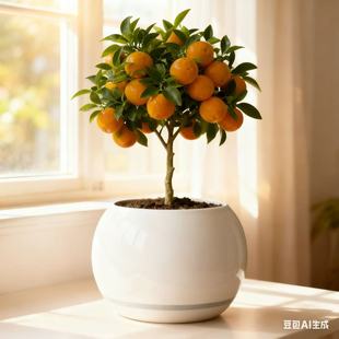 橙子苗盆栽地栽冰糖橙果冻橙血橙赣南脐橙纽荷尔脐橙南北方果树苗