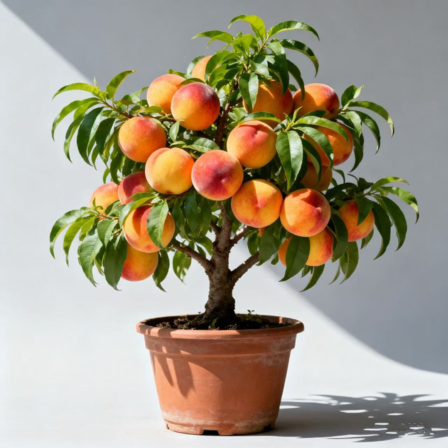 桃树苗南北方四季种植果树