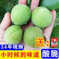 【现摘不用等】青杏酸青杏绿杏子当季1/2斤现摘农家杏子孕妇水果