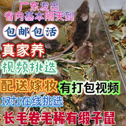 卷毛缎子鼠美国玩具鼠花色小白鼠迷你花枝鼠锦毛鼠非仓鼠金丝熊