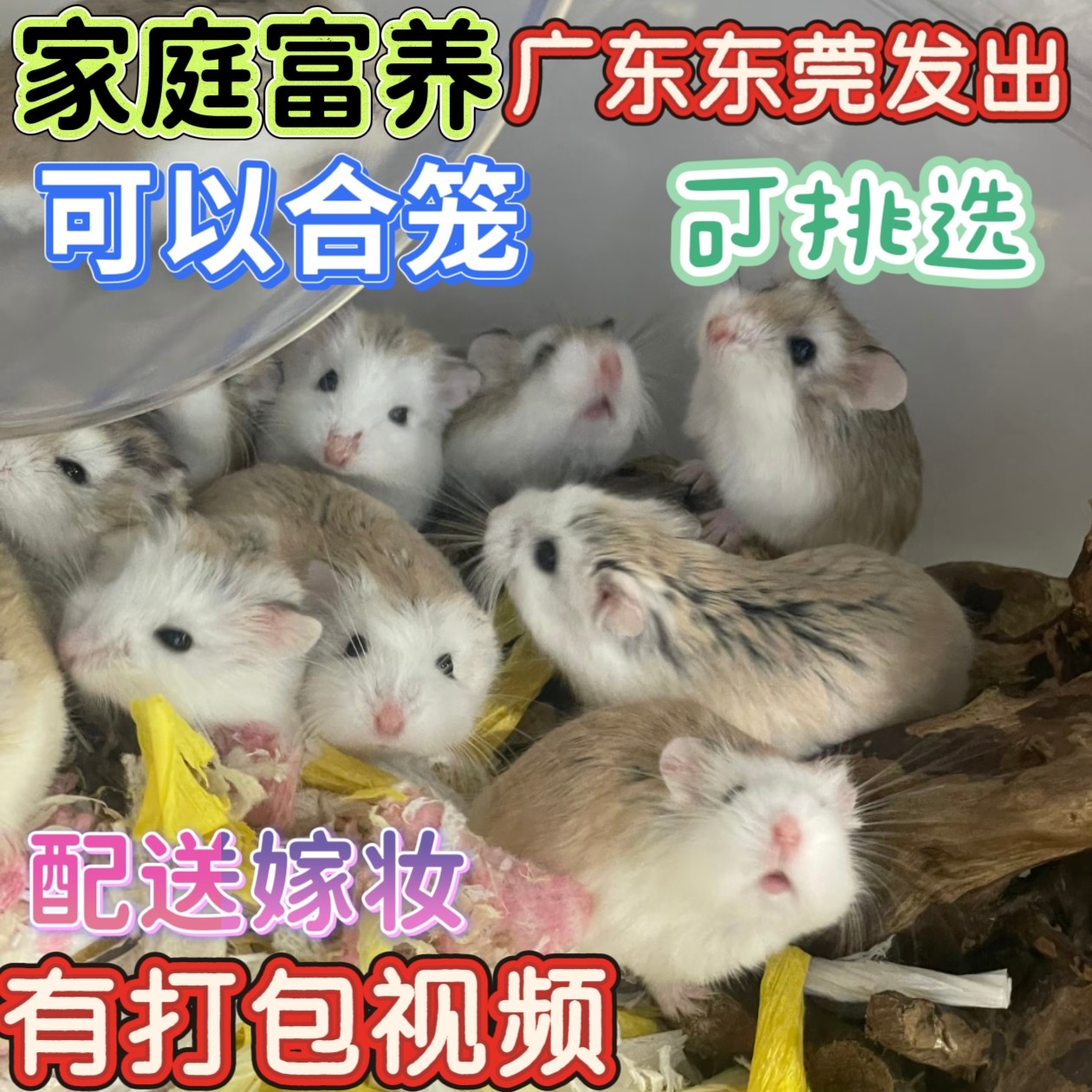 小仓鼠活物家养长毛短毛金丝熊活仓鼠