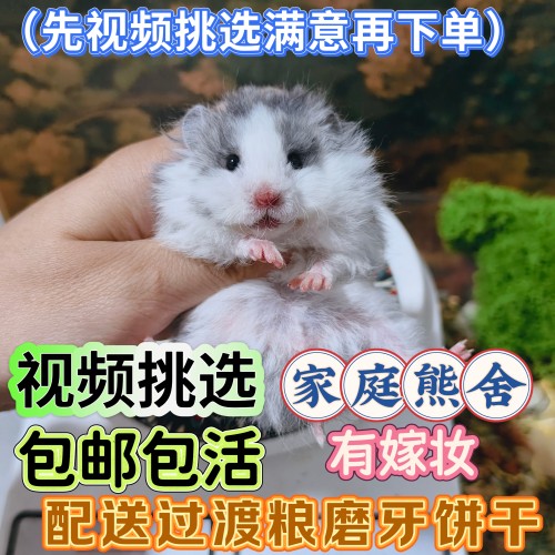 家养波利挑选金丝长毛稀有卷毛直毛蜜波便宜熊幼肉桂(视频挑选)