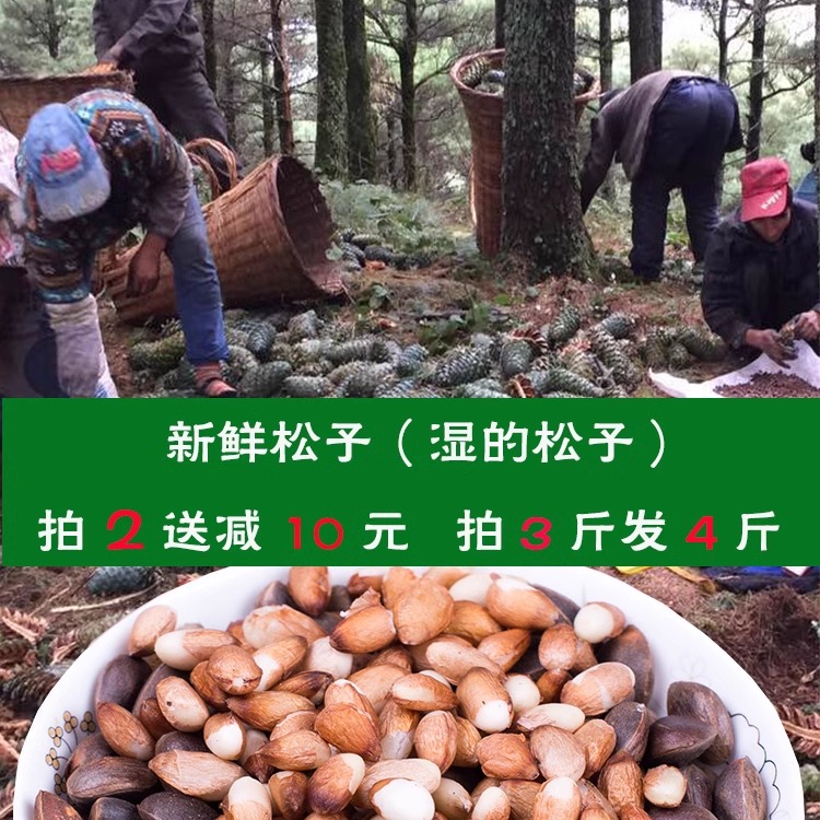 【云南生的，新鲜松子】云南2024年新鲜薄皮松子500克