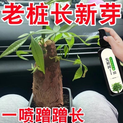 发财树营养液专用肥料治黄叶烂根防烂根防黄叶植物通用型营养液
