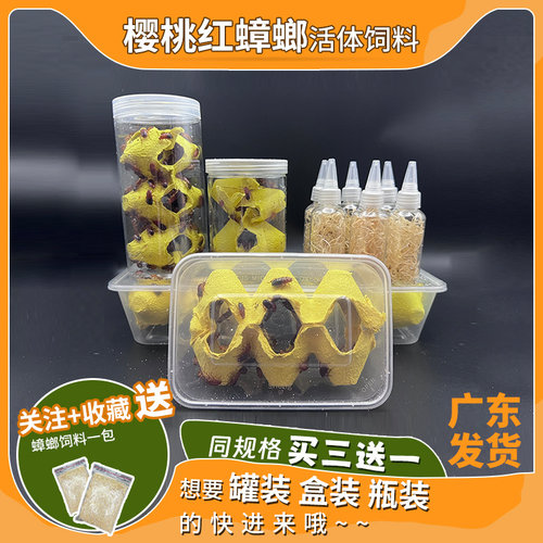 樱桃红蟑螂活体饲料樱桃蟑螂活虫幼体成体繁殖组守宫食物金龙鱼龟