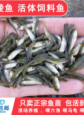 土鲮鱼鱼苗活体饲料鱼鱼料活鱼喂鳜鱼喂金龙喂乌龟喂桂花鲈鱼活饵