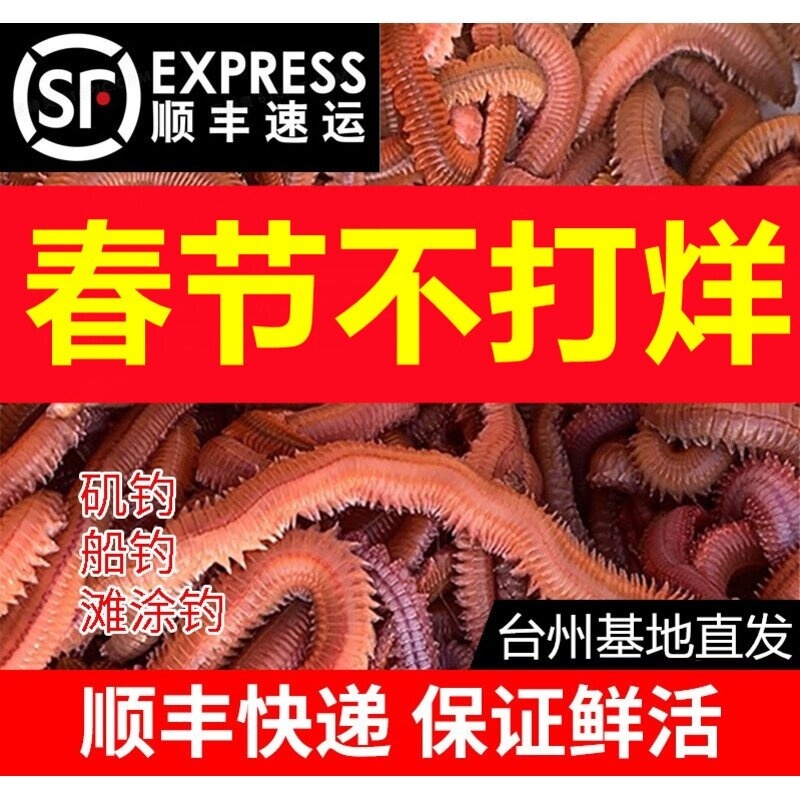 沙蚕 活饵包邮海蜈蚣海蚯蚓青虫活饵海钓饵鲤鱼饵 野钓海钓活沙蚕