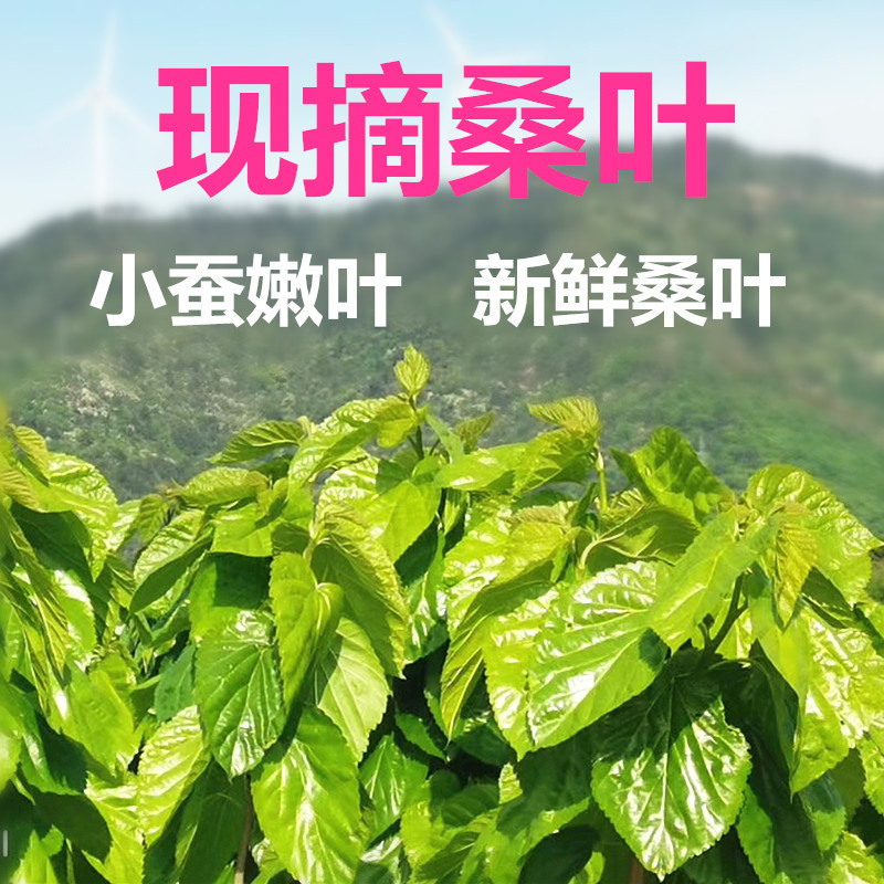 新鲜桑叶小蚕嫩桑叶蚕宝宝饲料桑叶新鲜树苗桑叶叶大农家自种蚕桑