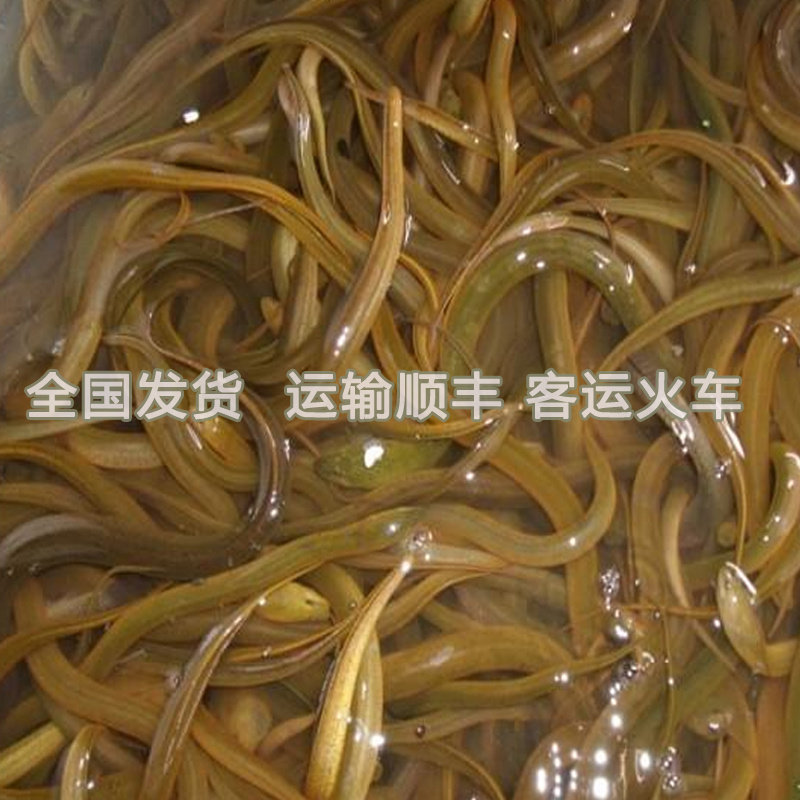 养殖场供黄鳝鱼苗黄鳝苗长鱼苗小长鱼鳝鱼苗小黄鳝活体