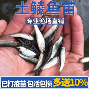 鲮鱼苗土鲮鱼苗淡水养殖麦鲮鱼苗泰鲮鱼苗可食用活体易养殖小鱼苗