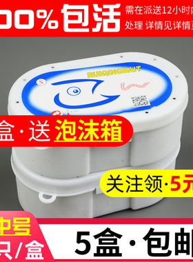 5盒包邮 葡萄蜜虫玉米虫活虫 大蜡螟幼虫钓鱼钓饵 鸟儿虫子鸟粮食