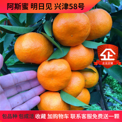湖南明日见高糖果树苗新品种