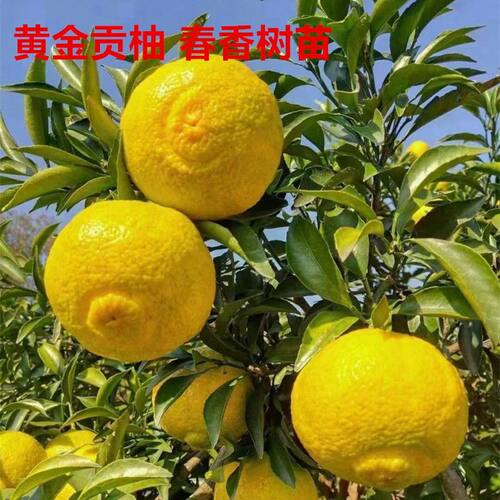 怀化洪江春香桔柚甘甜脆爽果树苗
