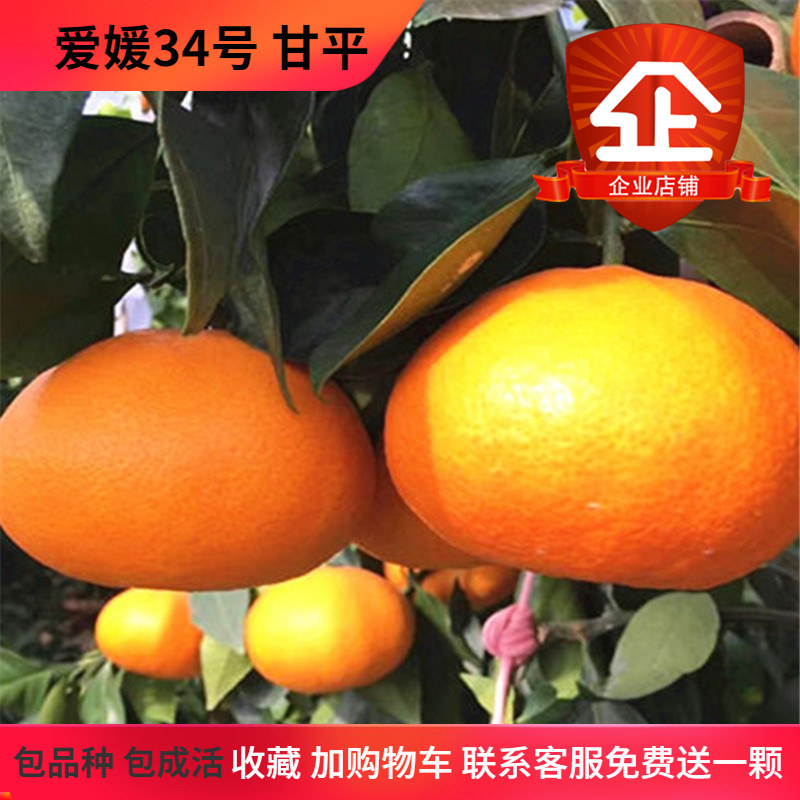 爱媛34甘平柑橘树苗嫁接桔子带土果树果苗晚熟盆栽种植柑桔树苗