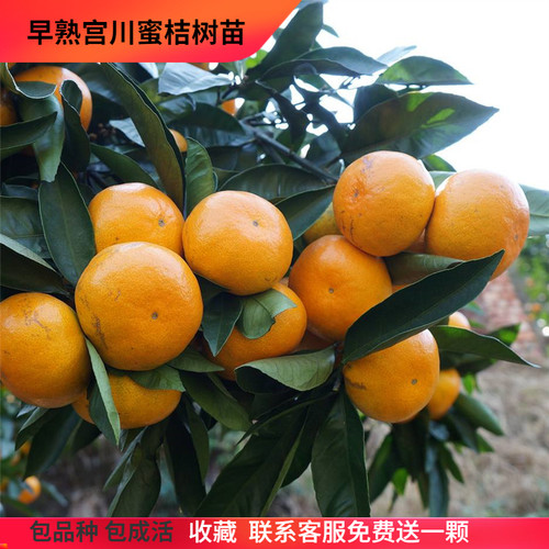 宫川蜜桔树苗湖南温州蜜桔果树苗
