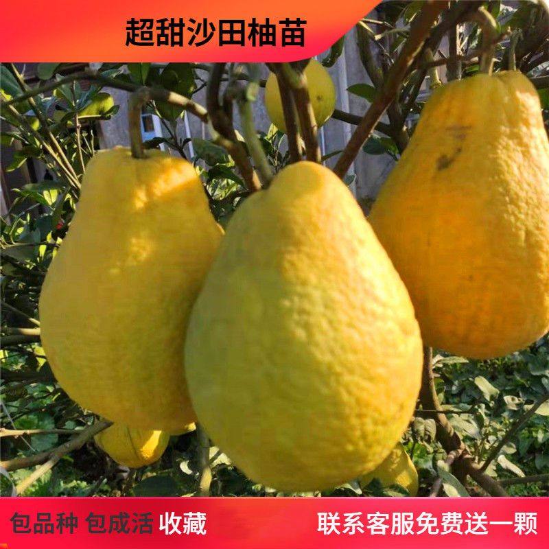 纯甜无酸柚子树苗沙田柚树苗