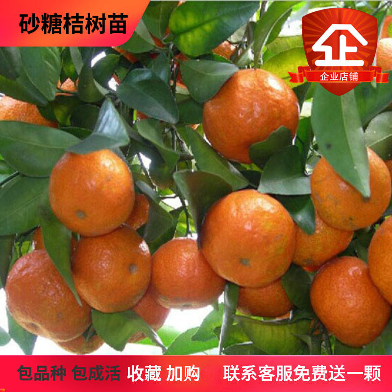 四会沙糖桔砂糖橘树苗柑橘果树苗桔子盆栽橘子苗优果苗桔子树苗