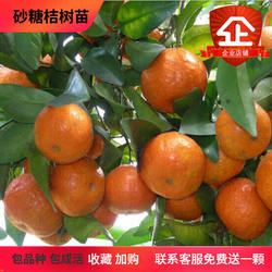 四会沙糖桔砂糖橘树苗柑橘果树苗桔子盆栽橘子苗优果苗桔子树苗