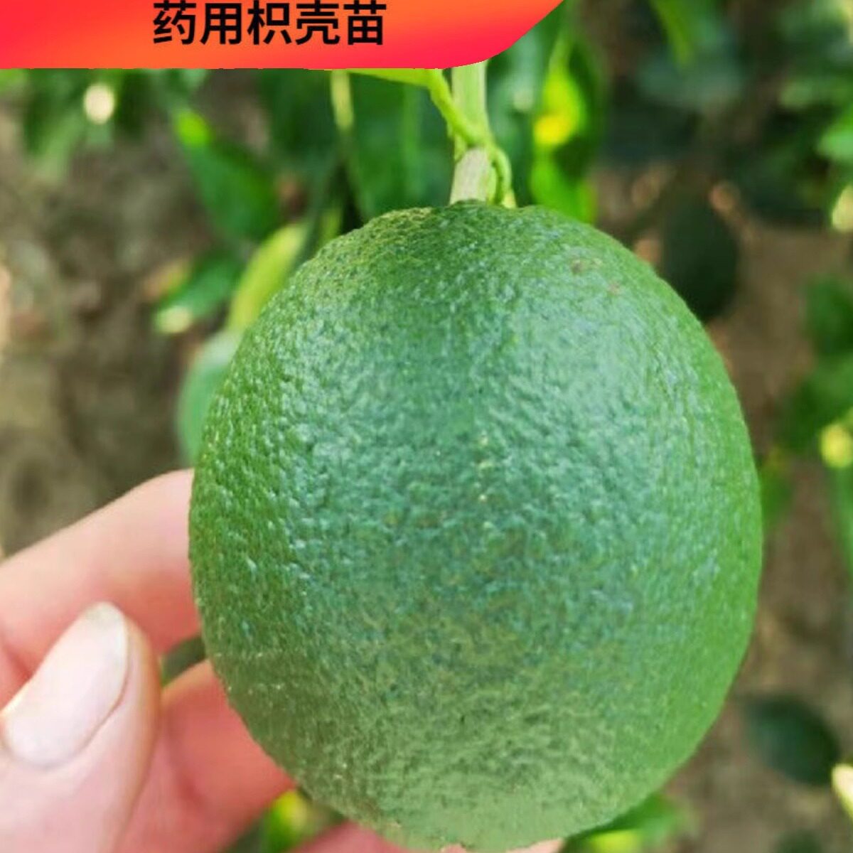 药用枳壳 药柑 泡柑树湖南产地直销嫁接良种药用枳壳苗特价包邮