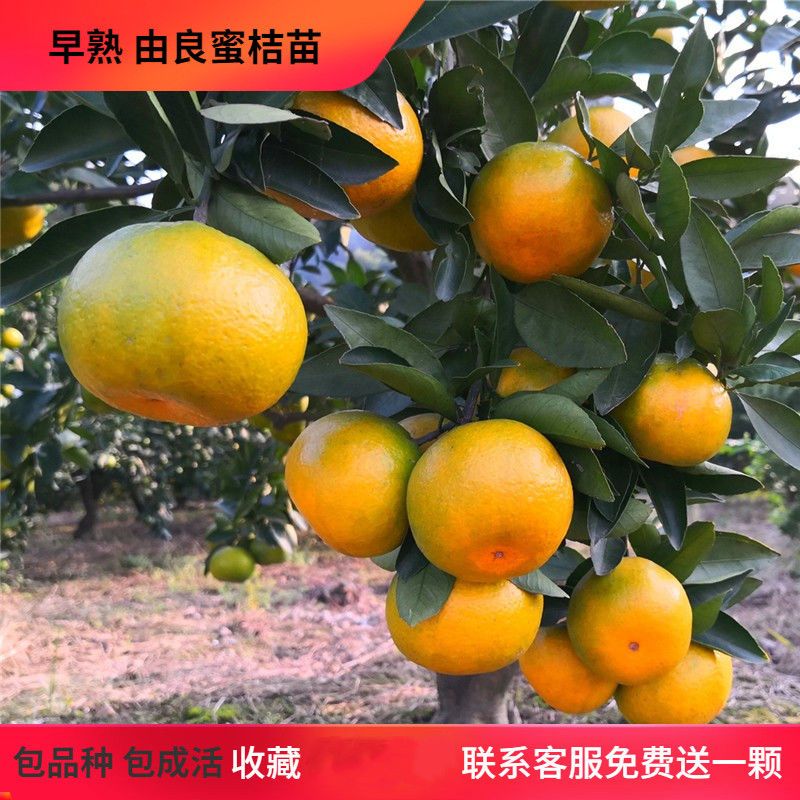 由良早熟蜜桔苗温州蜜桔树苗南方种植盆栽柑桔树苗无核蜜橘子苗