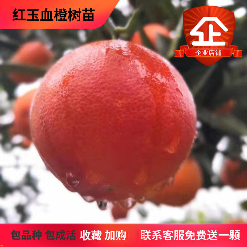 湖南果树苗橙子树苗嫁接红玉血橙树苗红肉橙子树苗