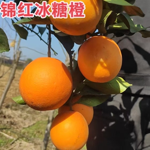 锦红冰糖橙树苗 湖南果树苗 麻阳冰糖橙树苗 橙子树苗 纯甜无酸味