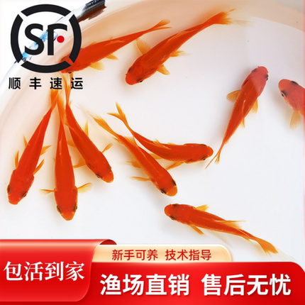 淡水观赏鱼活体红白花草鱼宠物鱼红草冷水小型锦鲤鱼饲料鱼草金鱼