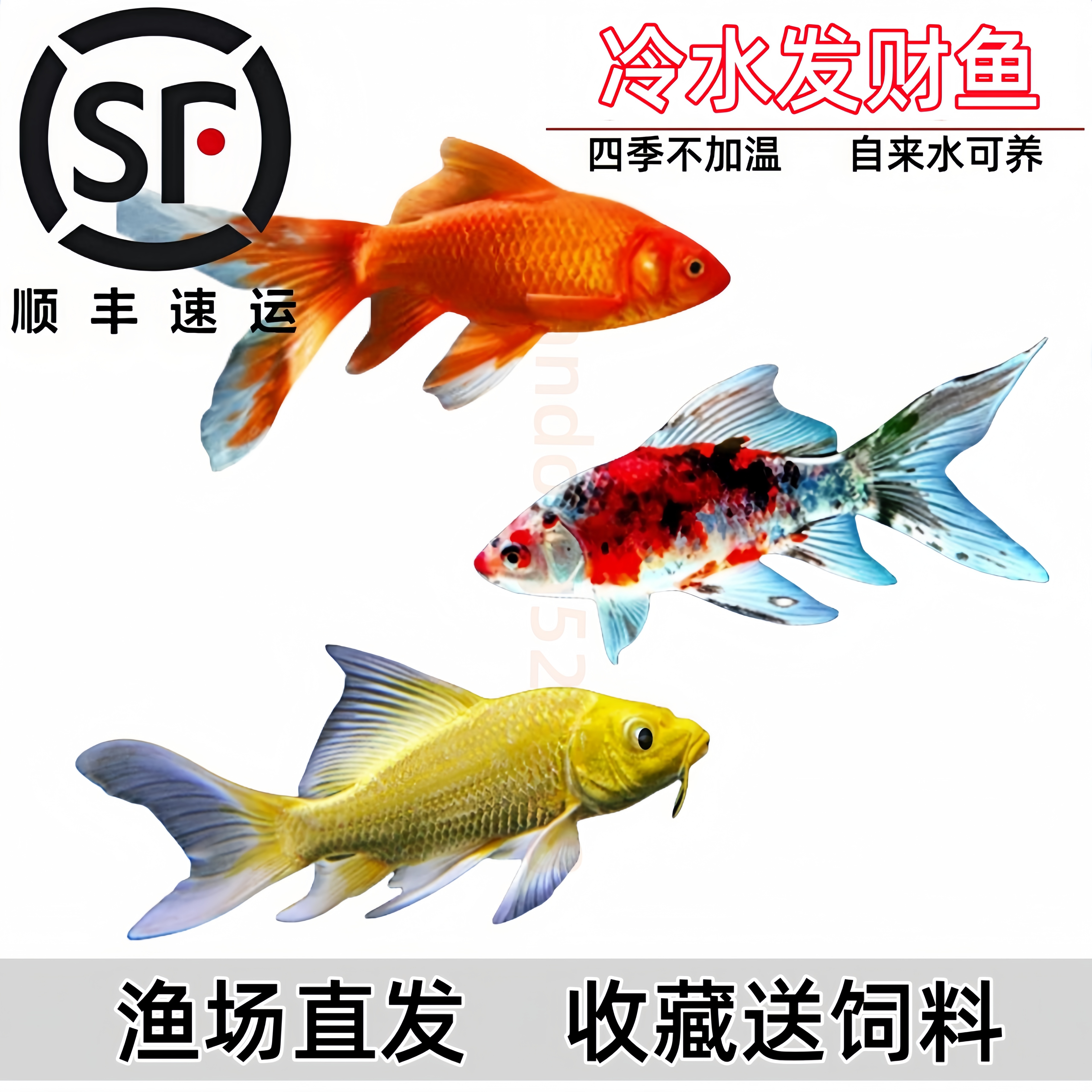 长尾红草锦鲤鱼活体锦鲫活鱼观赏鱼淡水鱼冷水鱼小型鱼苗红鲫金鱼