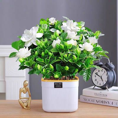 栀子花室内阳台浓密花香