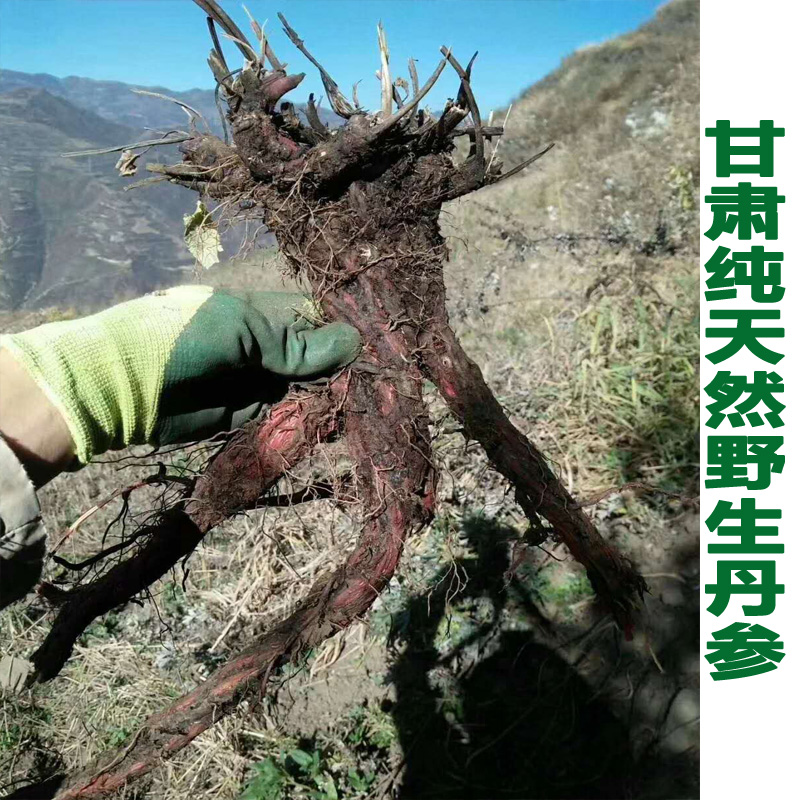 甘肃天然纯野生丹参500克包邮无硫特级野生丹参切片可整根磨粉|msdalam kategori makanan berkhasiat tradisional, Lain tonik tradisional, Salvia - dari Buy2taobao.com untuk memberikan perkhidmatan ejen Taobao profesional membeli