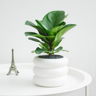 琴叶榕绿植室内客厅办公室桌面小盆栽大叶片盆景吸甲醛