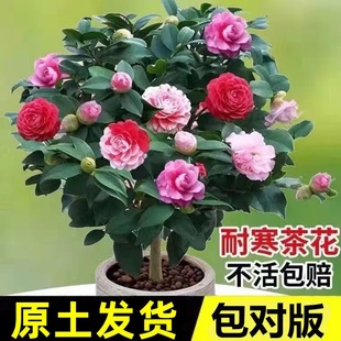 茶花盆栽山茶花树 精品花卉观花植物室内带花苞四季 好养开花不断