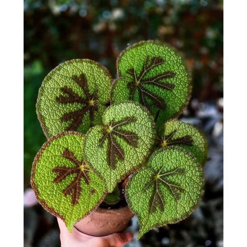美纹秋海棠网红桌面植物室内