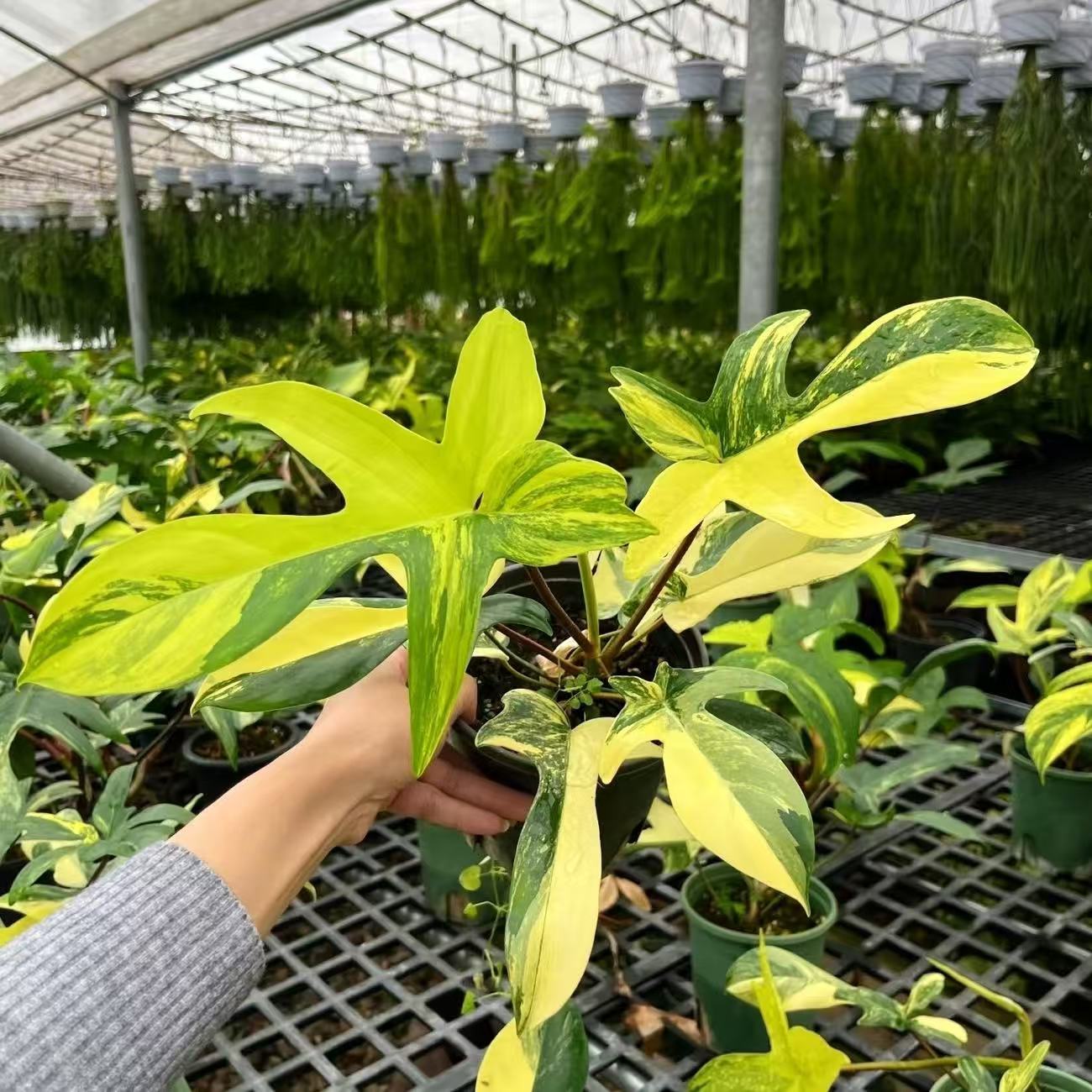 佛罗里达飞机美人锦蔓绿绒盆栽