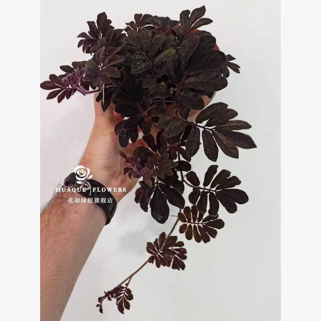 厄瓜多尔紫茄植物室内桌面垂藤