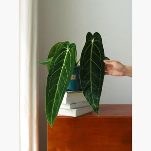 火鹤后花烛进口网红热带植物室内外观叶盆栽大型长叶领带花烛绿植