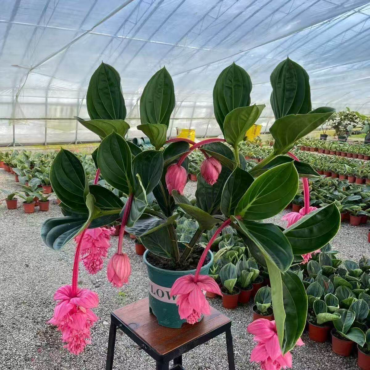 四季开花进口宝莲灯花室内外植物