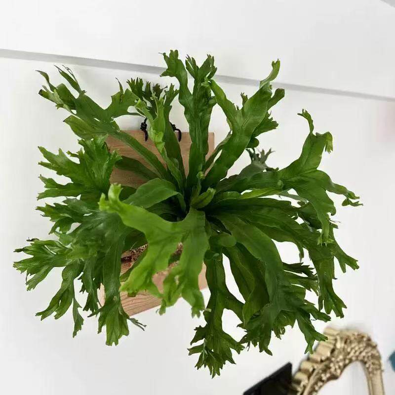 鹿角鸟巢蕨盆栽室内桌面绿植四季
