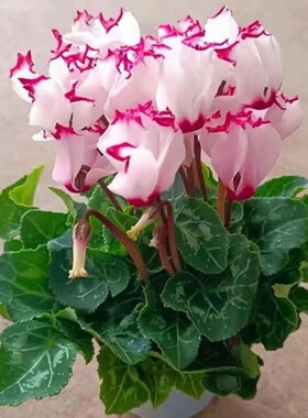 仙客来盆栽观花植物阳台四季开花