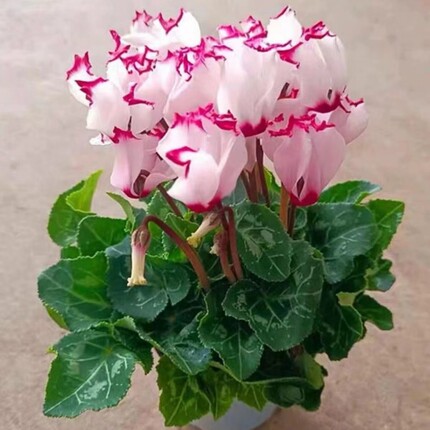 仙客来盆栽绿植花卉带花苞室内迎客来四季开花好养大花苗观花植物
