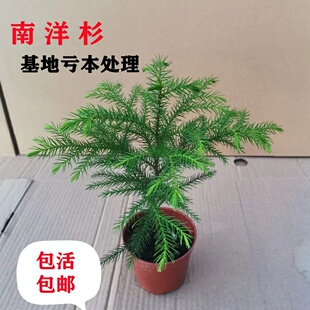 南洋杉圣诞树小苗北欧网红四季常青盆景室内除甲醛防辐射净化空气